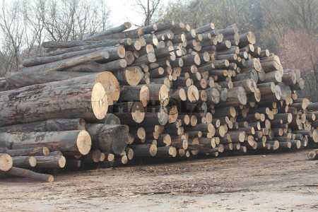 Palivové drevo 21
